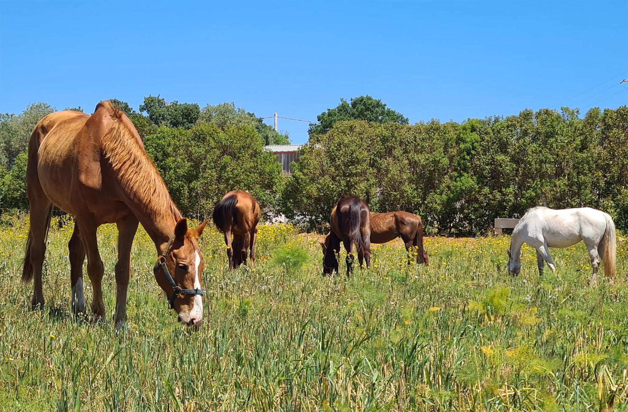 Masseria Puglia Antica Monopoli Εξωτερικό φωτογραφία